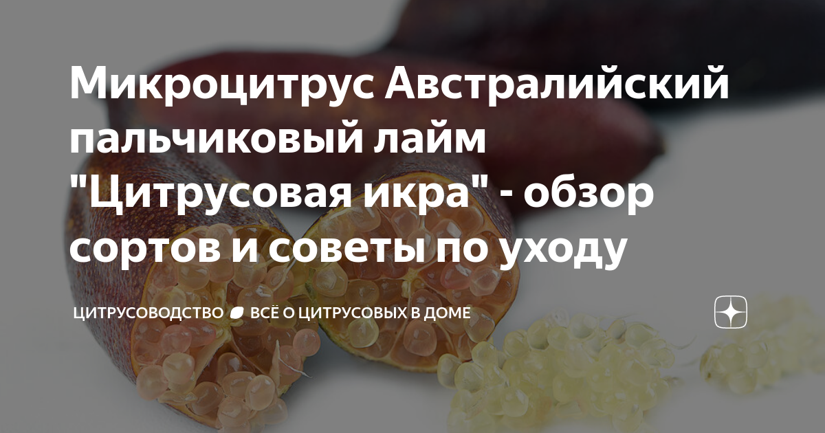 Микроцитрус Австралийский пальчиковый лайм "Цитрусовая икра" - обзор ...
