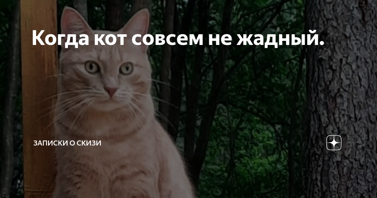 Собака злая а кот вообще. Мем осторожно злая собака а кот вообще дебил. Заведите котика. Вообще я кот. Осторожно злая собака а кот вообще дебил картинки.