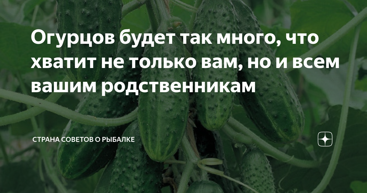 Что будет если каждый день есть огурцы. Алюминиевый огурец существует ли.