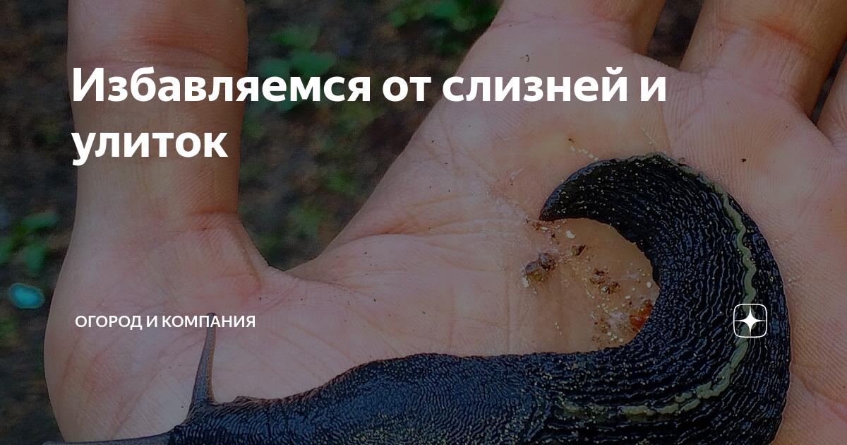 Избавляемся от слизней и улиток | Огород и Компания | Дзен
