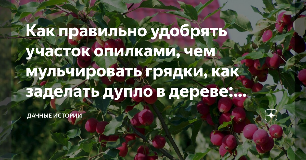 Как заделать дупло в плодовом дереве груше цементом