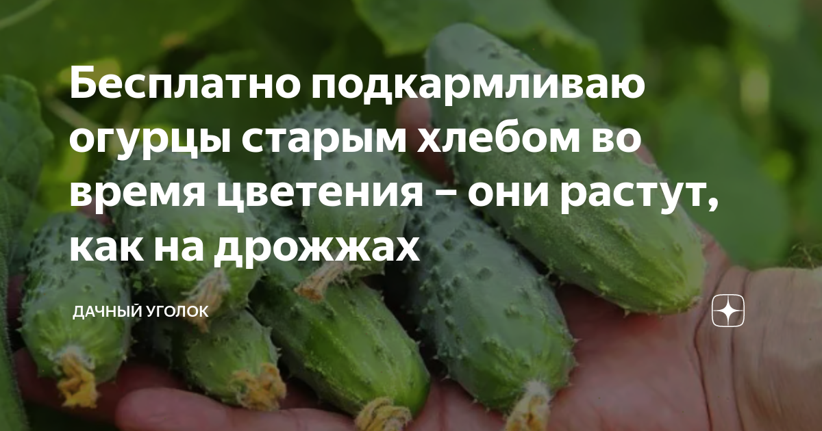 Как подкормить огурцы сухими дрожжами