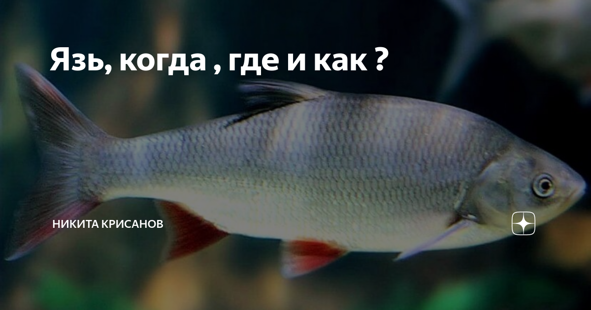 Клевита. Какой запах любит язь.
