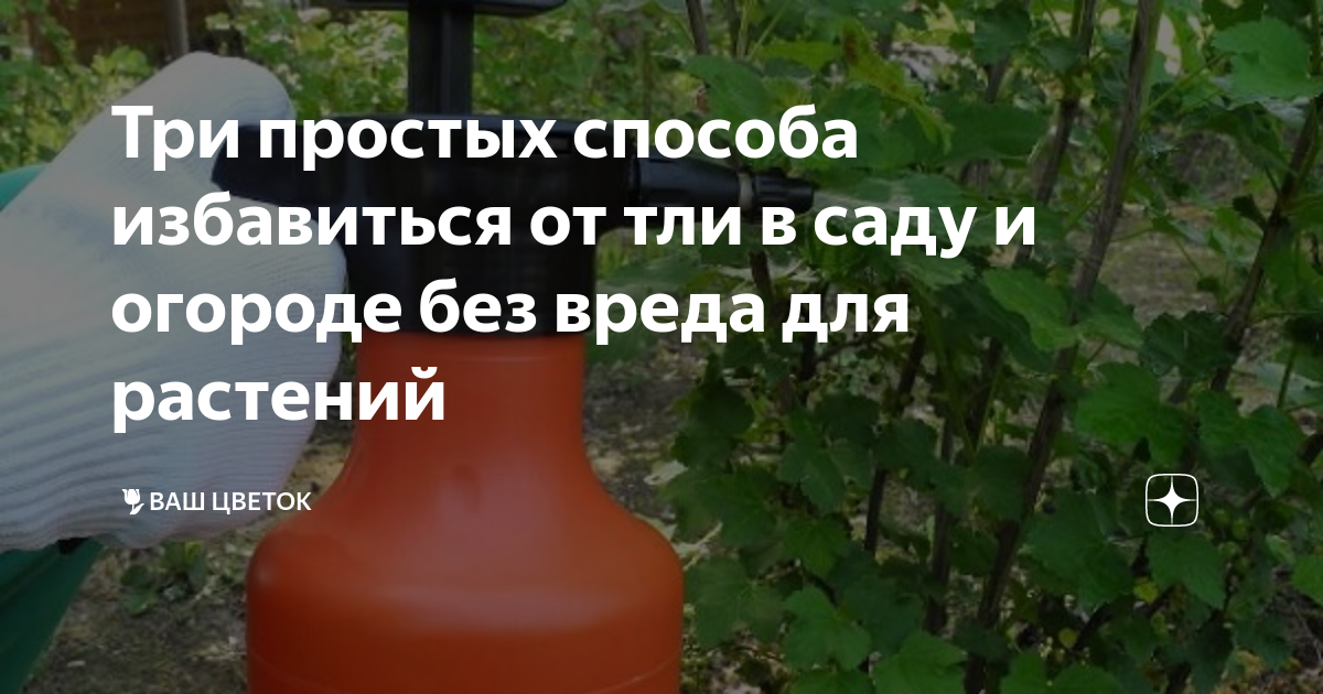 Три простых способа избавиться от тли в саду и огороде без вреда для ...
