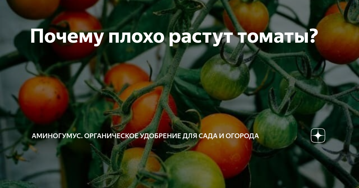 Что делать, если томаты плохо растут: хитрости, которые помогут огороднику
