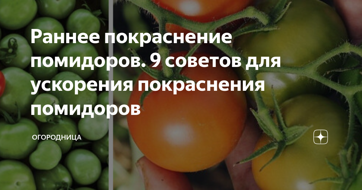 Как ускорить покраснение томатов. Может из за помидор краснеть лицо. Средства для покраснения томатов фирмы Орион.