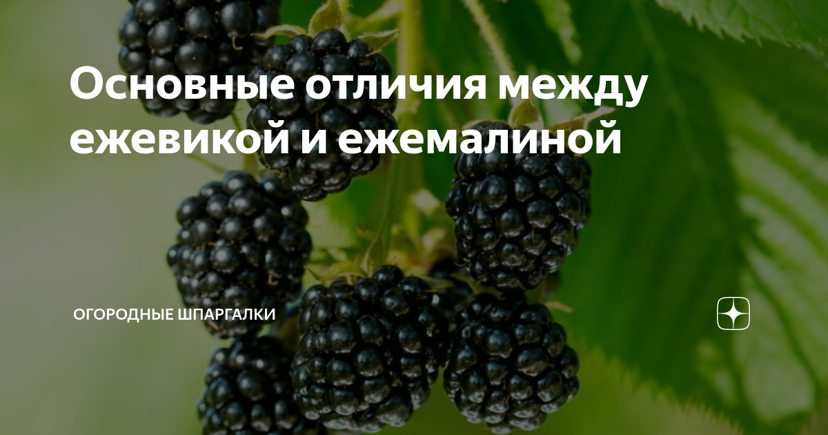 Как отличить ежевику. Как отличить ежевику