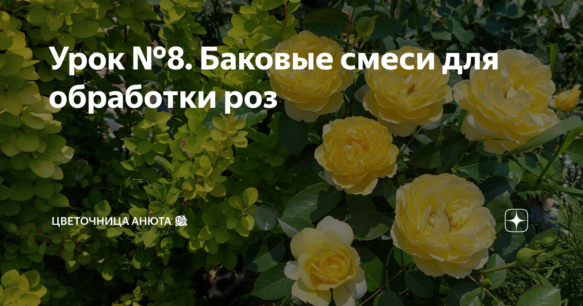 Урок №8. Баковые смеси для обработки роз | Цветочница Анюта 🌹 | Дзен