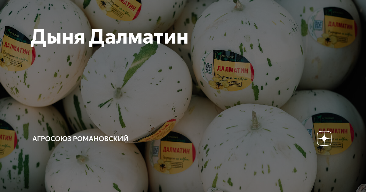Дыня Далматин | Агросоюз Романовский | Дзен