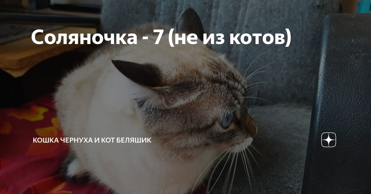 дзен коты беляшик и чернуха