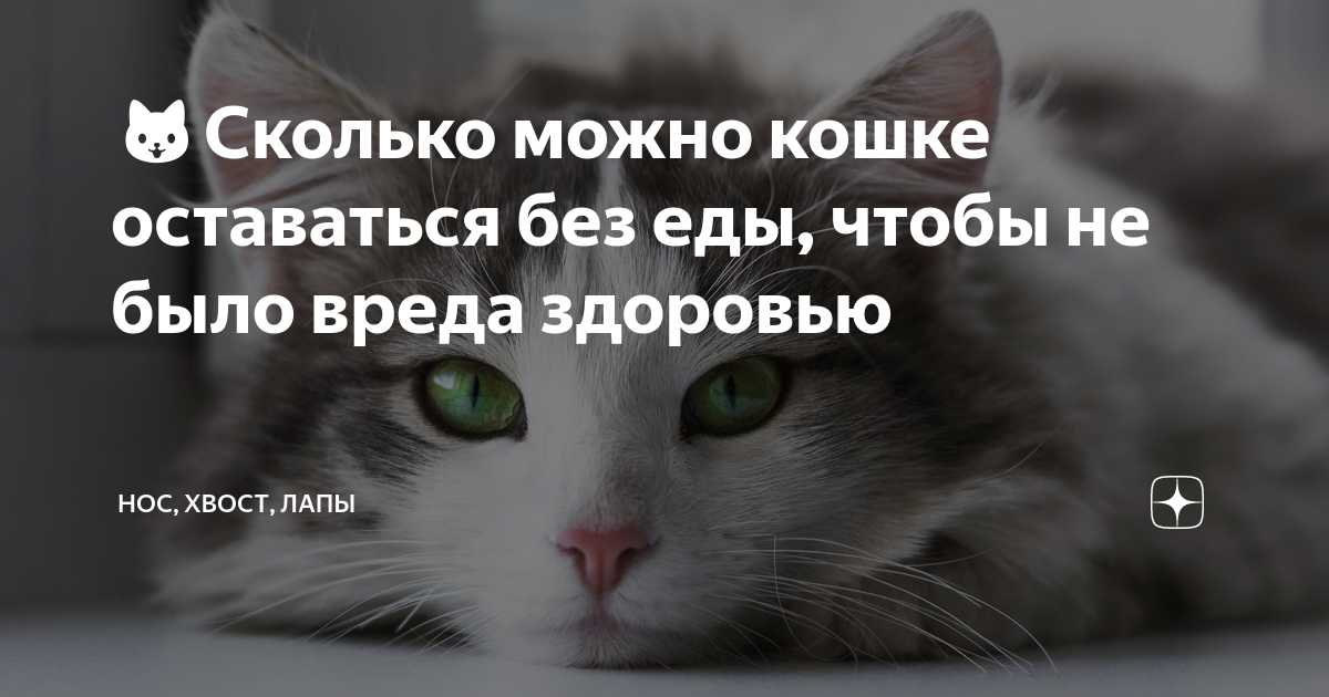 🐱Сколько можно кошке оставаться без еды, чтобы не было вреда здоровью ...
