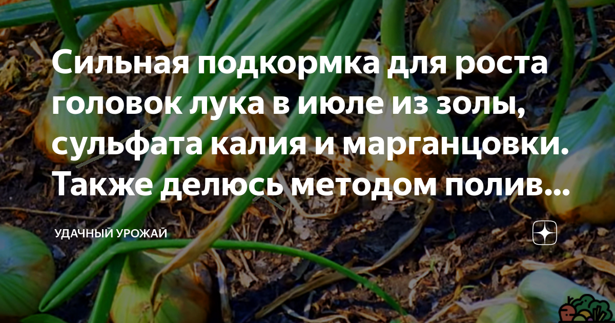 Можно ли поливать лук золой. Чем полить лук для роста головки. Надо ли поливать лук после посадки весной в открытый грунт. Можно ли полить лук водой когда он взойдёт