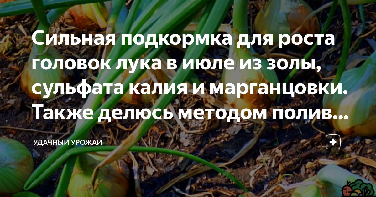 Чем полить лук для роста головки. Надо ли поливать лук после посадки весной в открытый грунт. Можно ли полить лук водой когда он взойдёт.