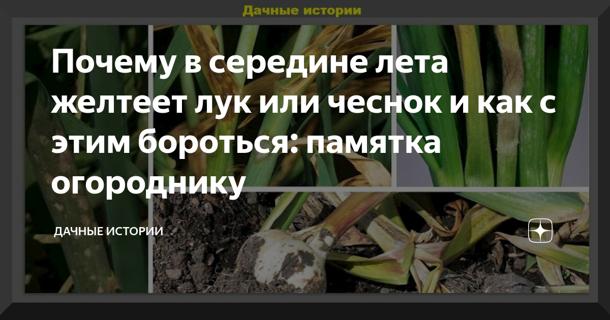 Почему желтеет яровой чеснок. Почему желтеет чеснок. Почему у чеснока желтеют кончики листьев в июне. Почему желтеет чеснок в июне. Болезни чеснока желтеют листья.