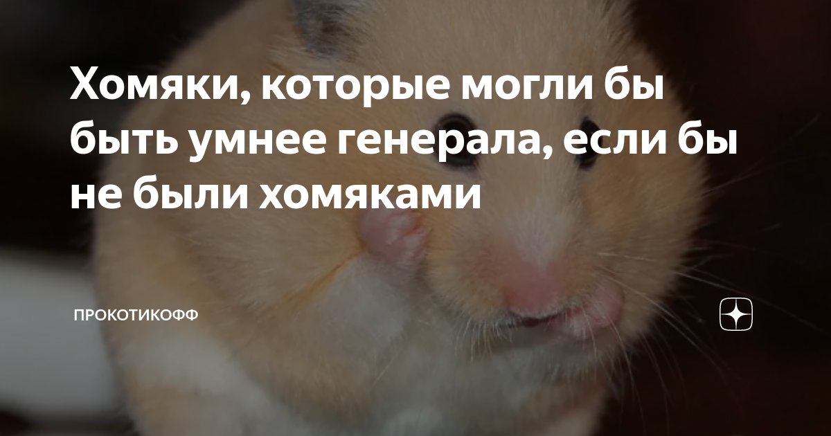 Хомяки, которые могли бы быть умнее генерала, если бы не были хомяками ...