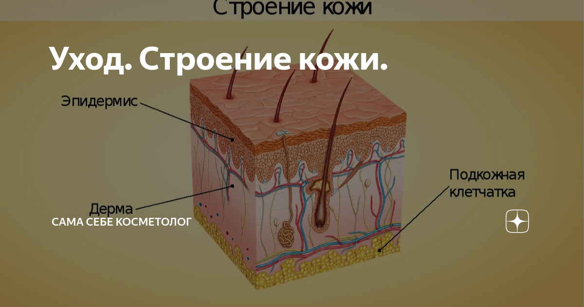 Строение кожи картинка