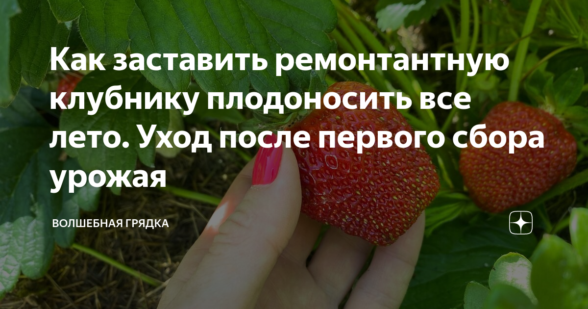 Как заставить ремонтантную клубнику плодоносить все лето. Уход после ...