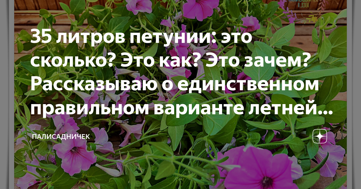 сколько литров петунии. петуния ампельная балконная. петуния сурфиния. петуния ампельная тайдал вейв. петуния ампельная 1.