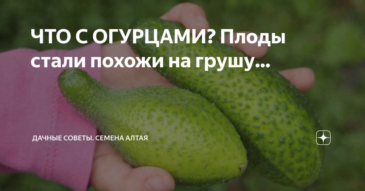 Грушевидная форма огурцов. Огурцы грушевидной формы. Огурец по вкусу. Какой по вкусу огурец. Огурцы плоды грушевидной формы дефицит.