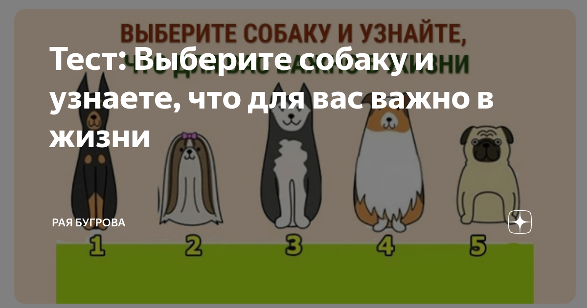 Выбор собаки тест. Психологический тест выбери собаку. Выбор породы собаки тест. Тест выбери собаку. Психологический тест выбери собаку.