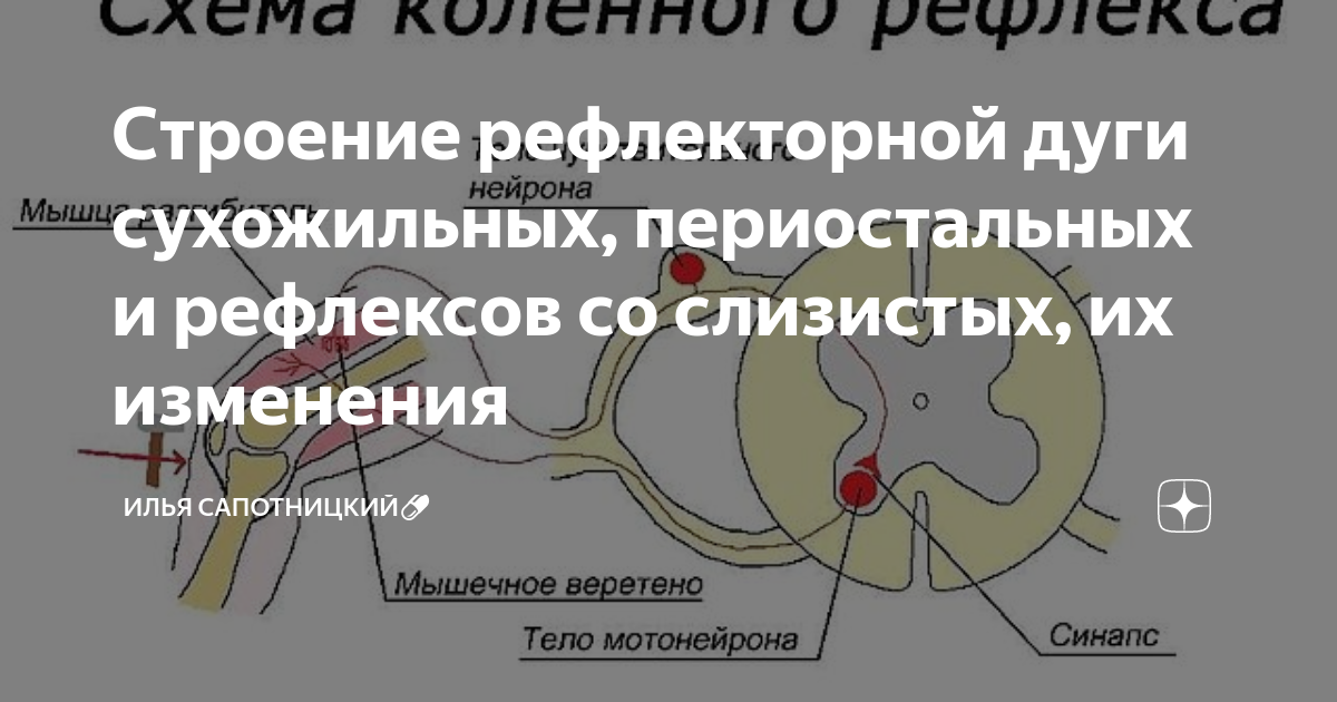 Современная нейрокибернетическая схема строения рефлекса как самоуправляемой системы