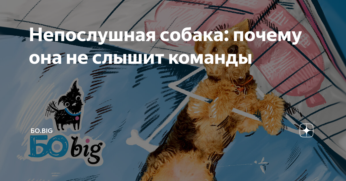 Непослушная собака: почему она не слышит команды | БО.big | Дзен