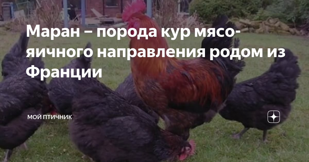 Куры Маран описание породы