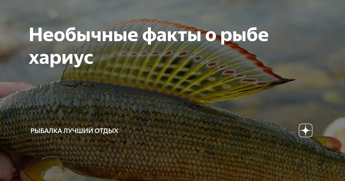 Хариус польза. Загадка про рыбу хариус.