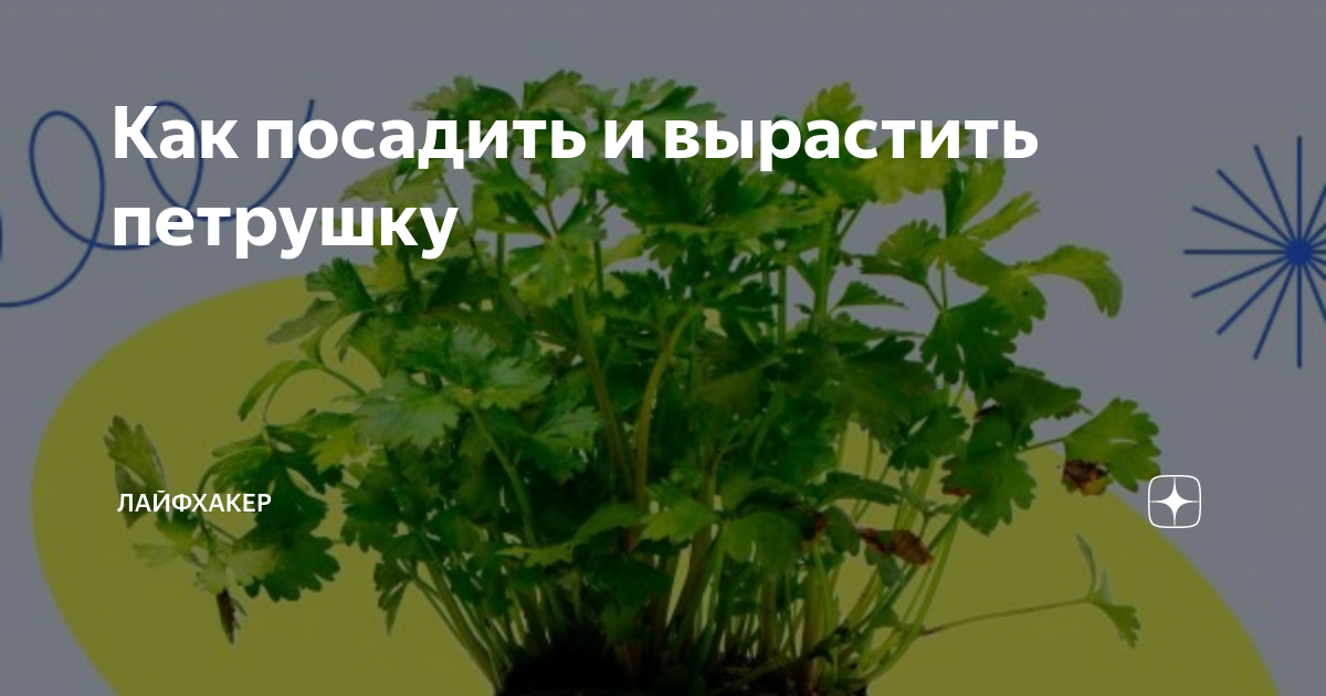 как сеять петрушку