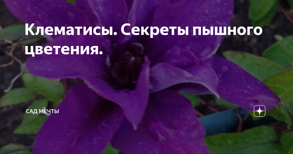 Секреты пышного. Княжик. Княжик листья. Княжик с фиолетовыми листьями. Княжик простой