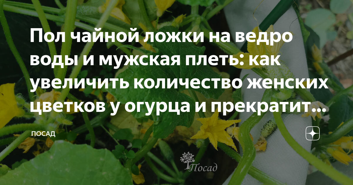 Пол чайной ложки на ведро воды и мужская плеть: как увеличить ...