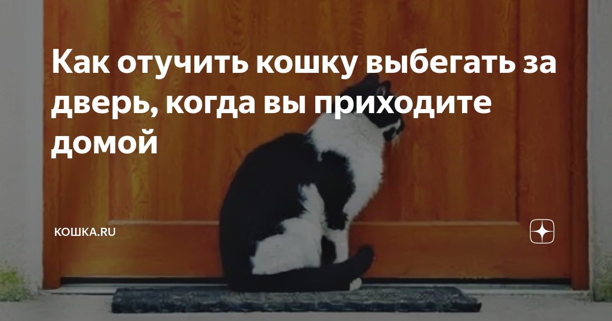 Что делать если кошка выбегает в подъезд когда открываешь дверь