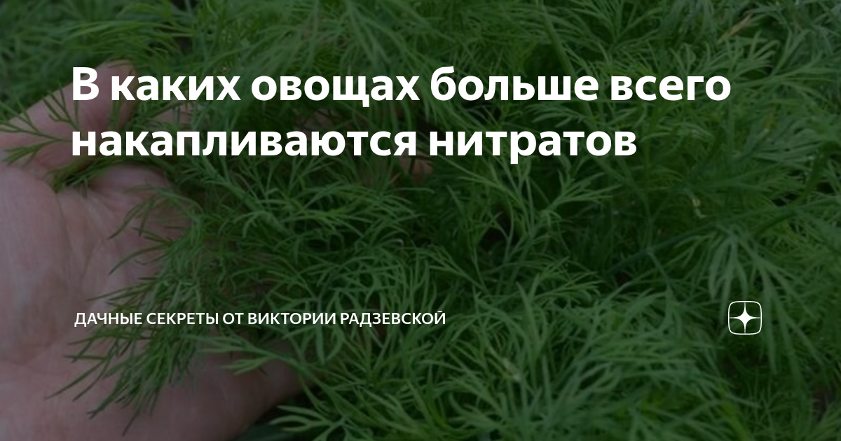 В каких овощах больше всего накапливаются нитратов | Виктория ...