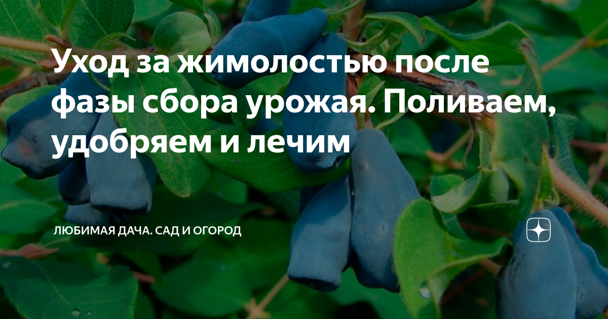 Как ухаживать за жимолостью после сбора урожая. Уход за жимолостью. Жимолость сбор урожая. Жимолость уход после сбора урожая. Уход за жимолостью весной