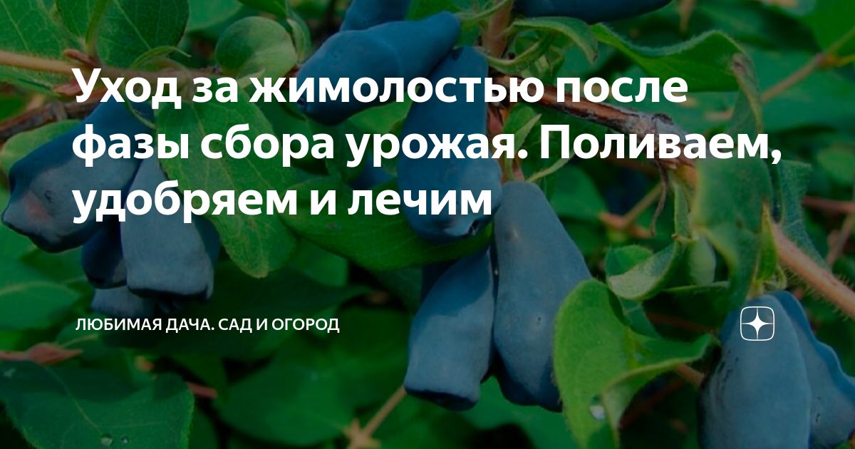 Чем подкормить жимолость после цветения. Уход за жимолостью. Жимолость сбор урожая. Жимолость уход после сбора урожая. Уход за жимолостью весной.