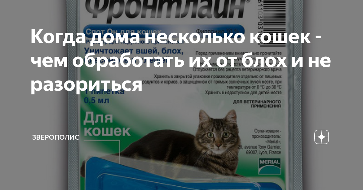 Чем обработать комнату от блох кошачьих в домашних условиях