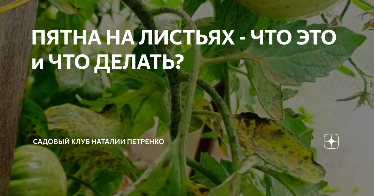 ПЯТНА НА ЛИСТЬЯХ - ЧТО ЭТО и ЧТО ДЕЛАТЬ? | Садовый Клуб Наталии ...