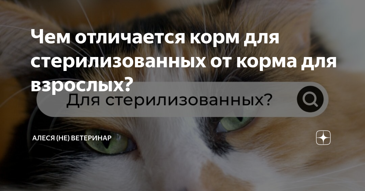 Чем отличается корм для стерилизованных от корма для взрослых? | Алеся (не)  ветеринар | Дзен