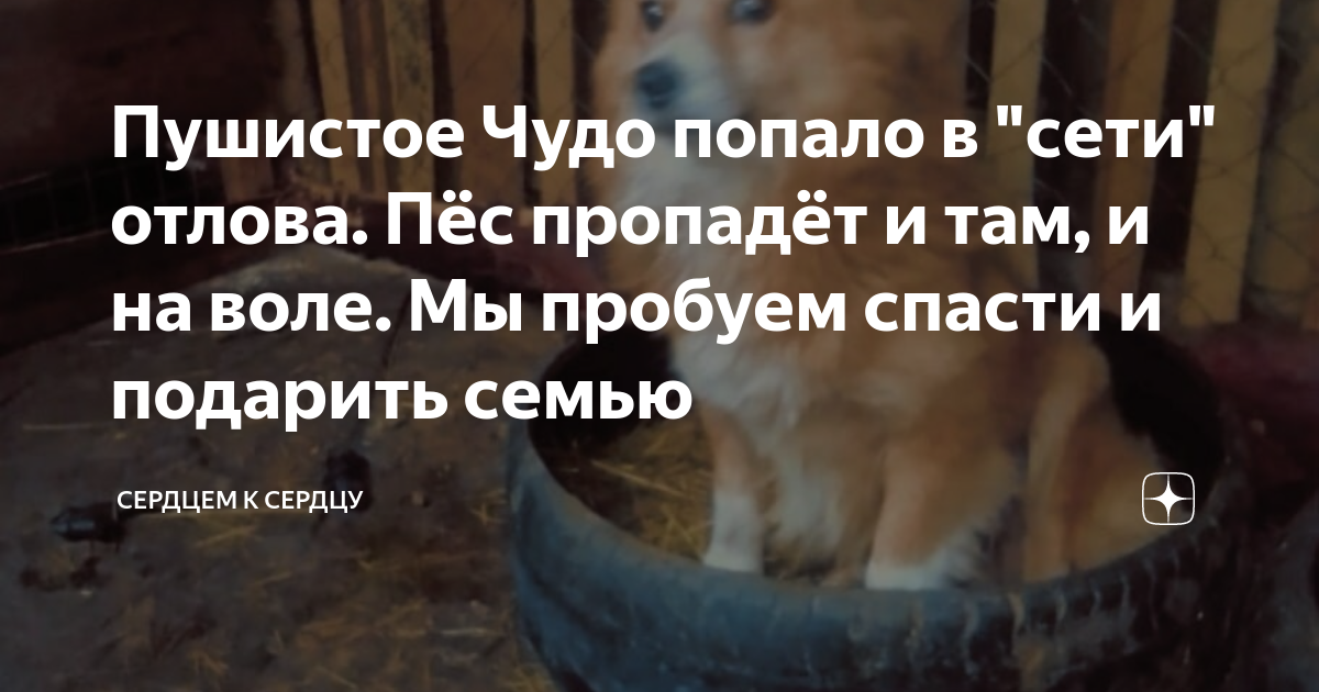 Пушистое Чудо попало в "сети" отлова. Пёс пропадёт и там, и на воле. Мы ...