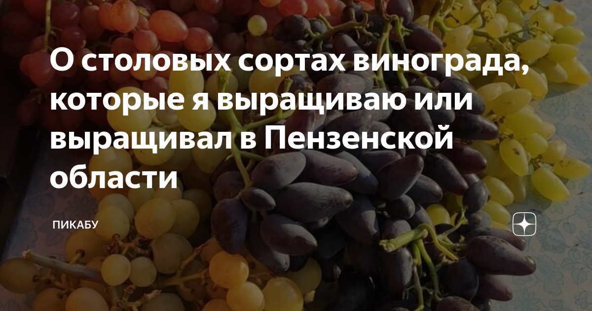 О столовых сортах винограда, которые я выращиваю или выращивал в Пензенскойобласти