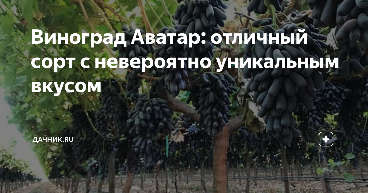 Виноград Аватар кишмиш средний /саженец привитый ЗКС - купить с доставкой по выг