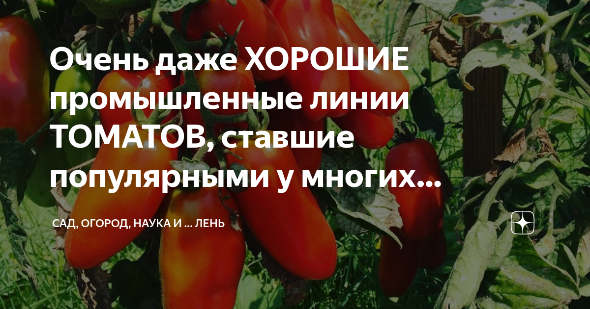 Очень даже ХОРОШИЕ промышленные линии ТОМАТОВ, ставшие популярными у ...