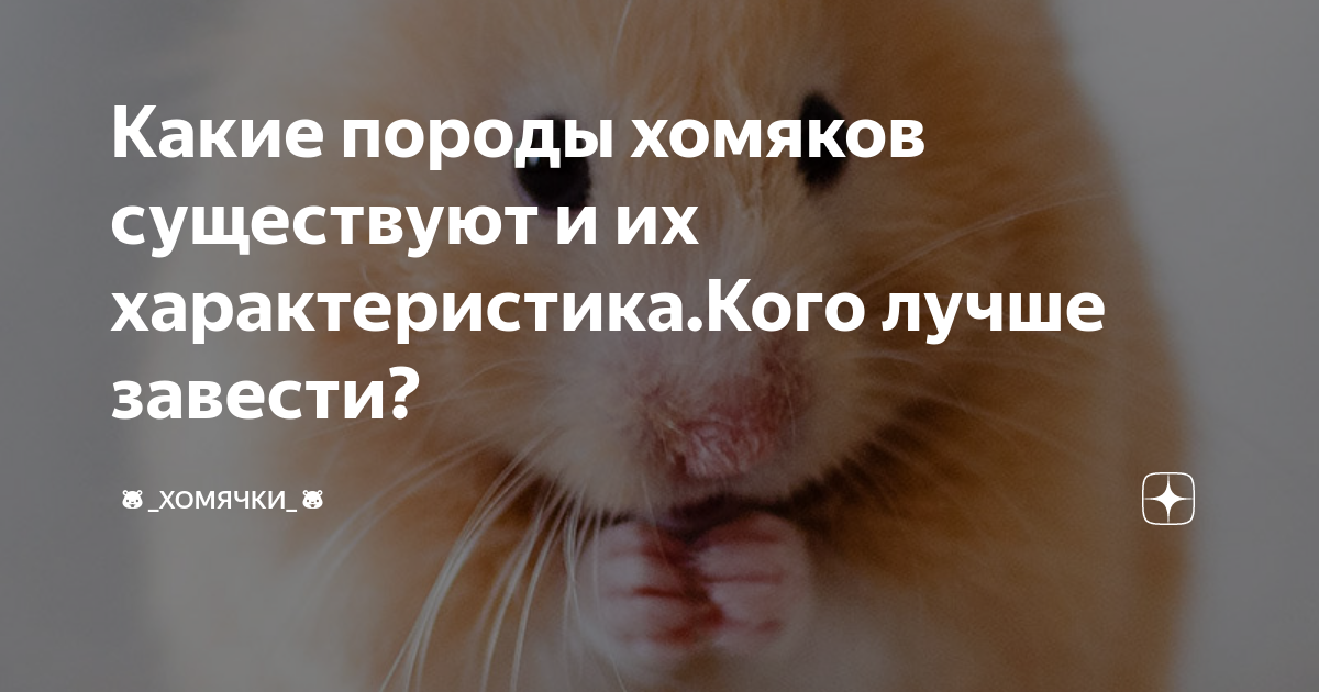 What Should We Do to Prepare the Hamster for Sale? - Animal Lova
