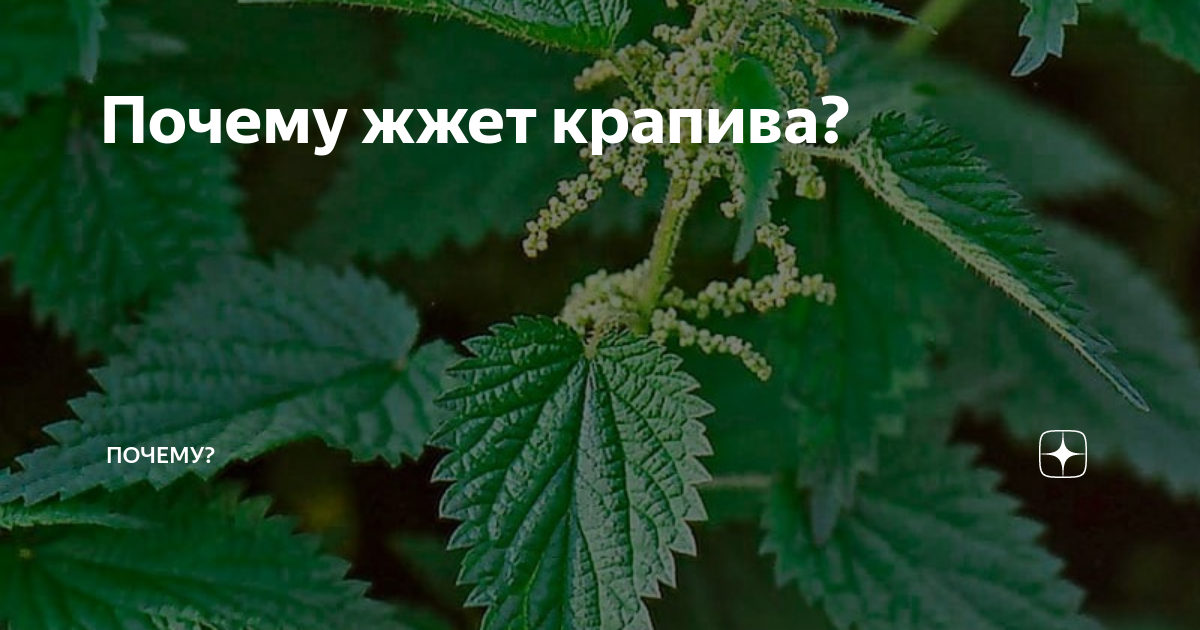 Проект почему крапива жжется 3 класс