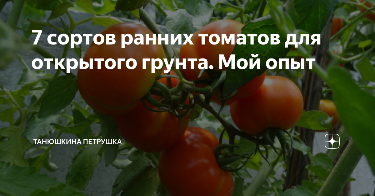 7 сортов ранних томатов для открытого грунта. Мой опыт | Танюшкина ...