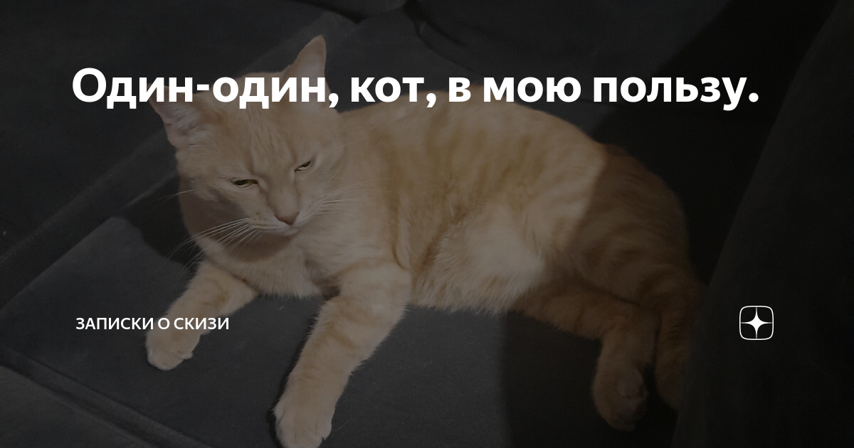Один-один, кот, в мою пользу. | Записки о Скизи | Дзен