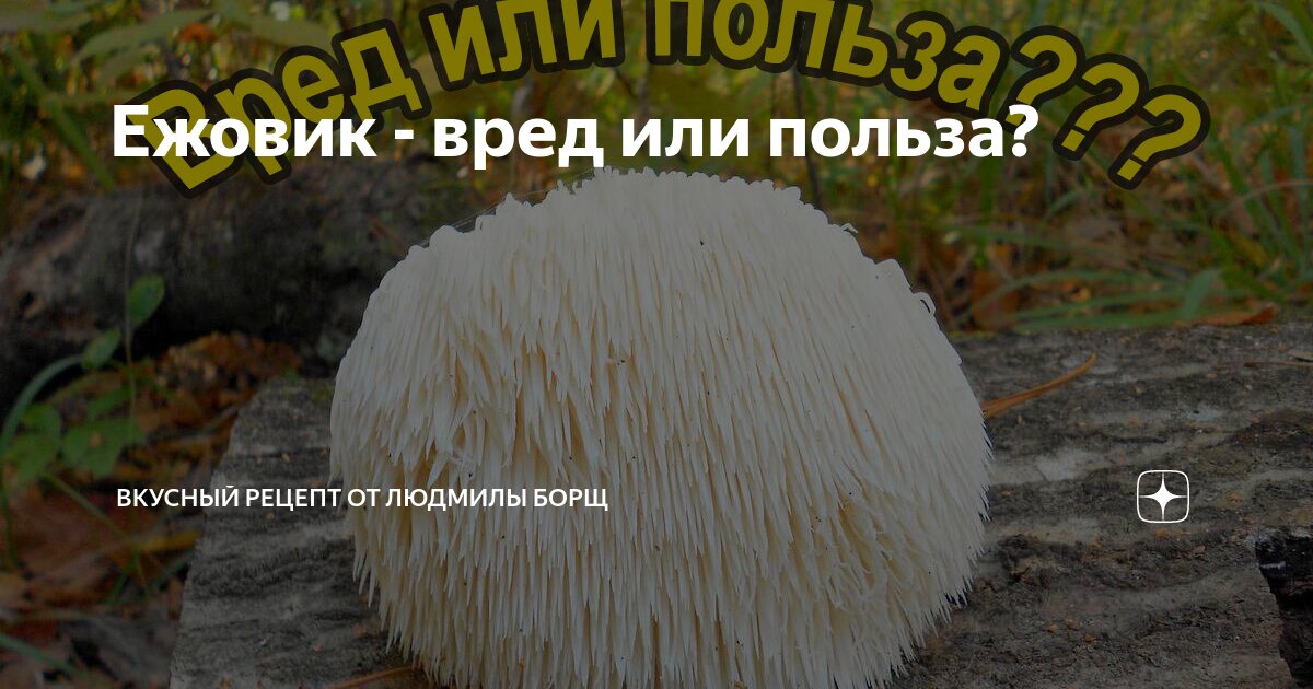Ежовик гребенчатый: в каких случаях нужно применять