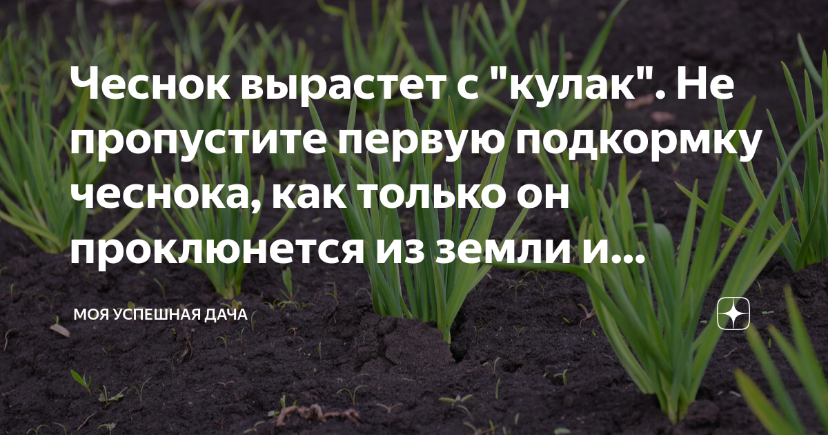 День чеснока 19 апреля. Чеснок когда растет. Как правильно ухаживать за чесноком.