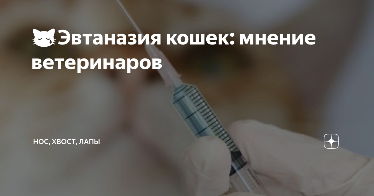 😿Эвтаназия кошек: мнение ветеринаров | Нос, хвост, лапы | Дзен