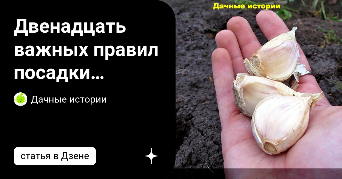 замачивание чеснока перед посадкой в максиме